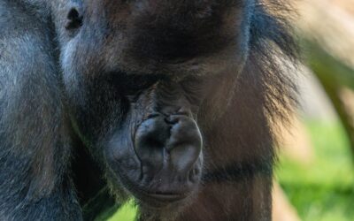 Peeling Químico en Sevilla: La Ciencia y el Arte del Rejuvenecimiento Cutáneo